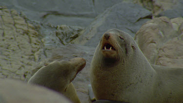 male and female close and bigger male comes chases other one out