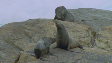 bigger male chases smaller one or female? across rocks