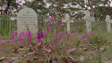 gravestones in cemetery purple flowers in fg