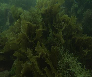 Kelp forest and sea lion swimming
