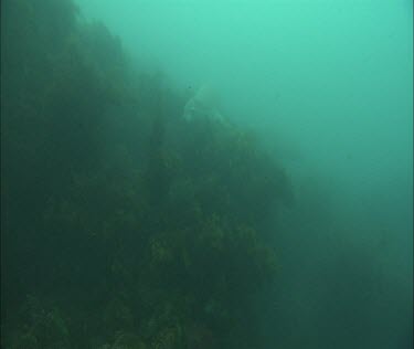 Kelp forest and sea lion swimming, hiding, hide. Blowing bubbles