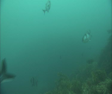 Fish swimming in a kelp forest