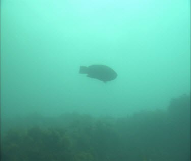 Fish swimming by a kelp forest
