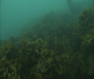 Kelp forest