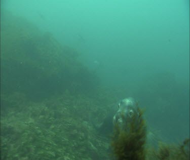 Kelp forest and sea lion swimming, looking to camera.