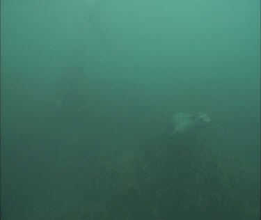 Australian Sea Lion swimming underwater
