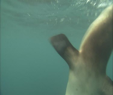 Swims down to sea floor, kelp seaweed on sea bed.