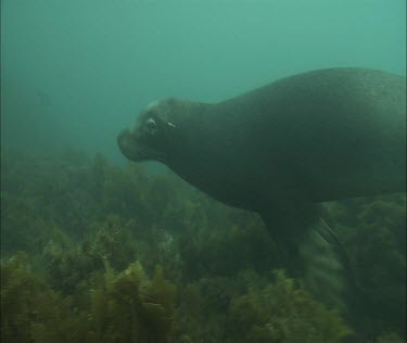 Swims down to sea floor, kelp seaweed on sea bed.