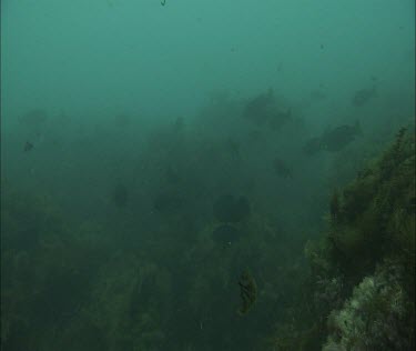 Fish swimming in a kelp forest
