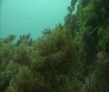 Seaweed kelp fronds waving in the waves current moving, movement underwater.