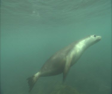 Swimming underwater to surface and diving and playing. Playful.