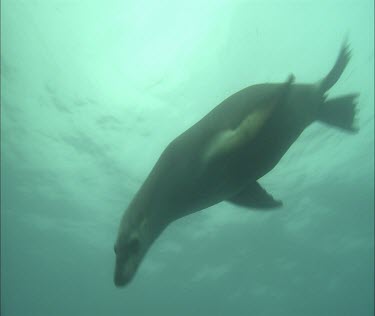 Australian Sea Lion swimming underwater