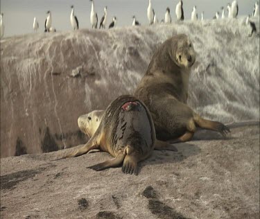 Wounded sea lion on rock. Pied cormorants in background.