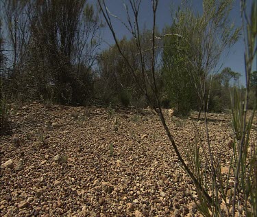 Shingleback lizard