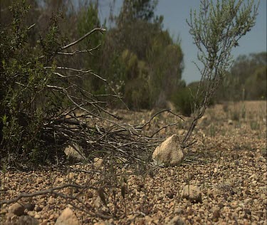 Shingleback lizard