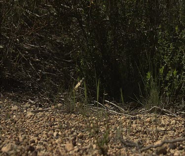 Shingleback lizard threatening behaviour, aggressive.