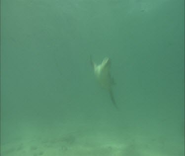 Australian Sea Lions swimming underwater