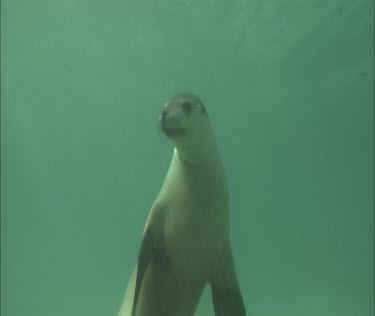 Australian Sea Lion Swimming