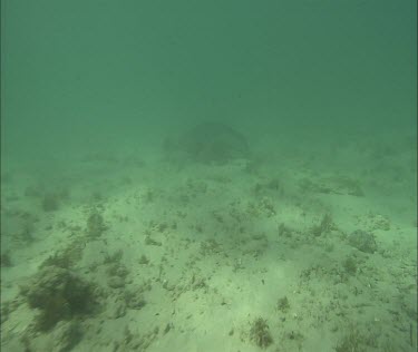 Australian Sea Lion Swimming and foraging