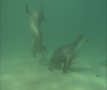 Swimming and interacting, floating, looking to camera curious. Nice.