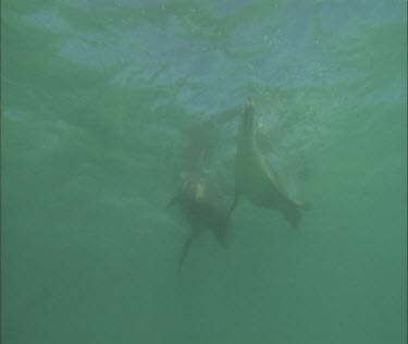 Swimming and interacting, floating, looking to camera curious. Nice.