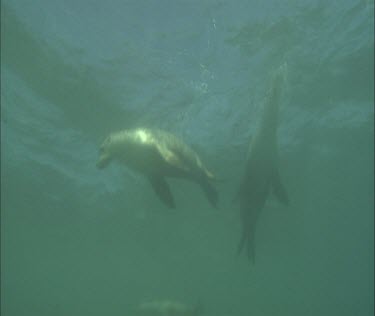 Swimming sea lions