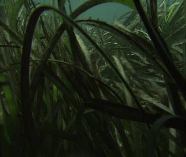Fronds of seaweed and sea-grasses waving in current. Tilt up to Sea lion.
