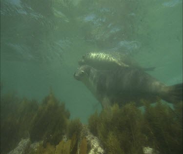 Swimming. Two sea lions.