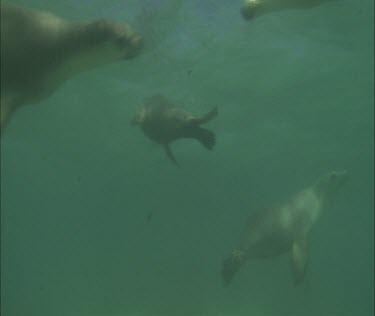 Group of sea lions swimming, about three.