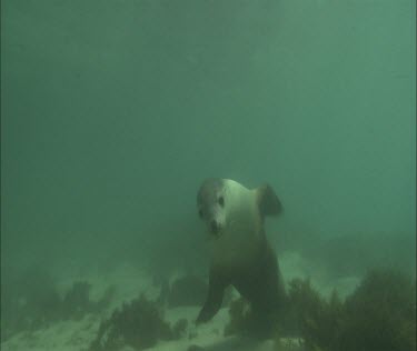 Australian Sea Lions swimming underwater