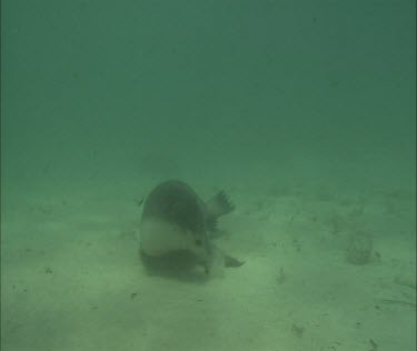 Australian Sea Lion swimming underwater