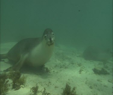 Swimming Sea Lion close up cu