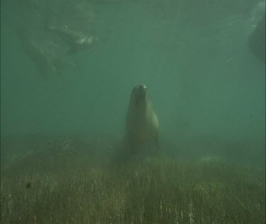 Swimming towards camera close up cu