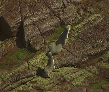 Pup following mother to sea over slippery algae covered rocks.