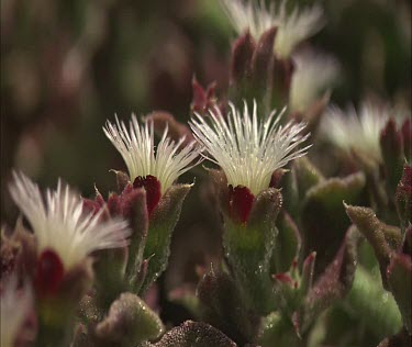 South Australia coastal succulent. White flower with feathery petals. Succulent on coastal dune.