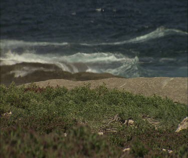 Caspian Tern nesting, tiny little chick visible. The chick is a brownish colour, camouflaged. Nest is almost non-existent. Parent lands and settles on top of chick.