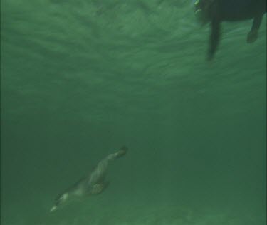 Snorkeler with Sea Lion. Lion dives down to ocean floor to forage.