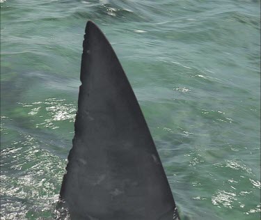 Great White Shark fin