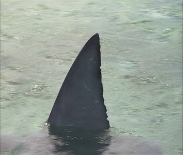 Great White Shark fin