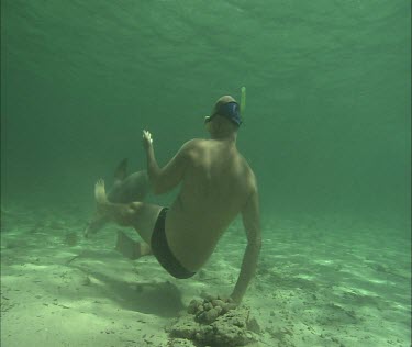 Australian Sea Lion swimming with snorkelers