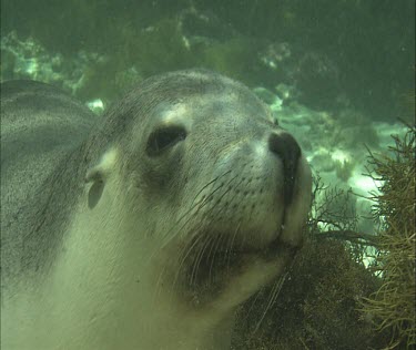 Australian Sea Lion swimming with snorkeler