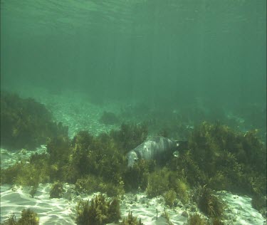 Australian Sea Lion on the ocean floor