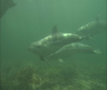 Bottlenose Dolphins swimming underwater