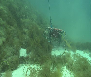 Reeling in a crab trap