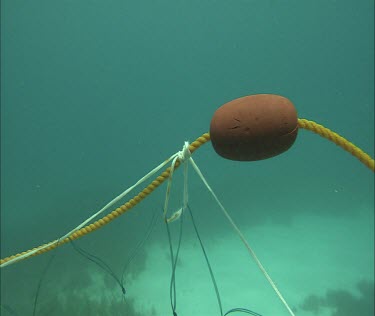 Following a crab trap line underwater