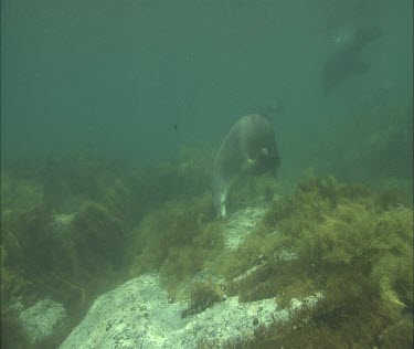 Australian Sea Lion swimming underwater