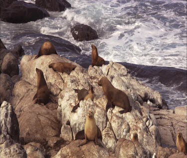 Australian Sea Lion colony on shore