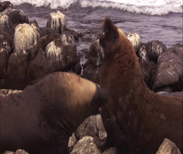 Australian Sea Lions fighting