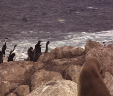 Australian Sea Lion and Black-faced Cormorant on shore
