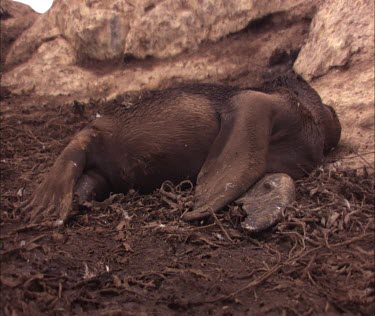 Australian Sea Lion carcass